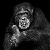 chimpansee (pan troglodytes) 11-2022 5050